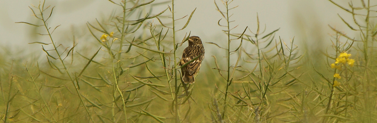  Bird_on_Rapeseed.png