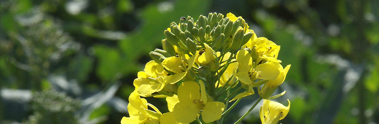  Flowering_Blooming_Rapeseed_GCIRC.png