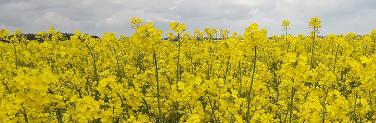  Flowering_rapeseed_field_GCIRC.jpg