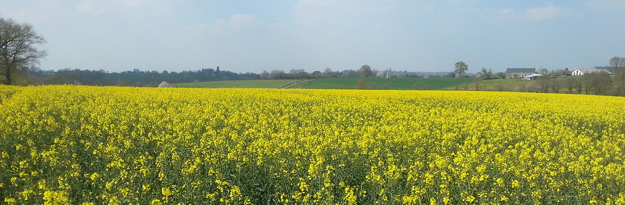  Rapeseed_field_GCIRC.jpg