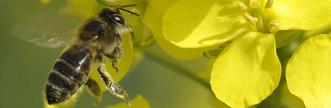  Bee_on_Rapeseed_GCIRC.png