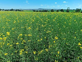 2023, Waga Waga/Australia, Field trip 16thIRC