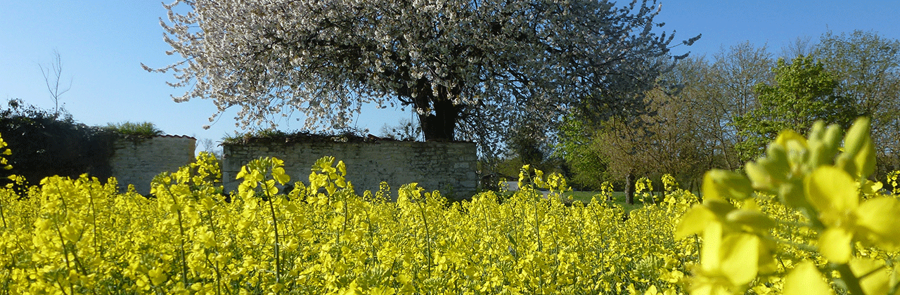  Rapeseed_landscape_GCIRC.png